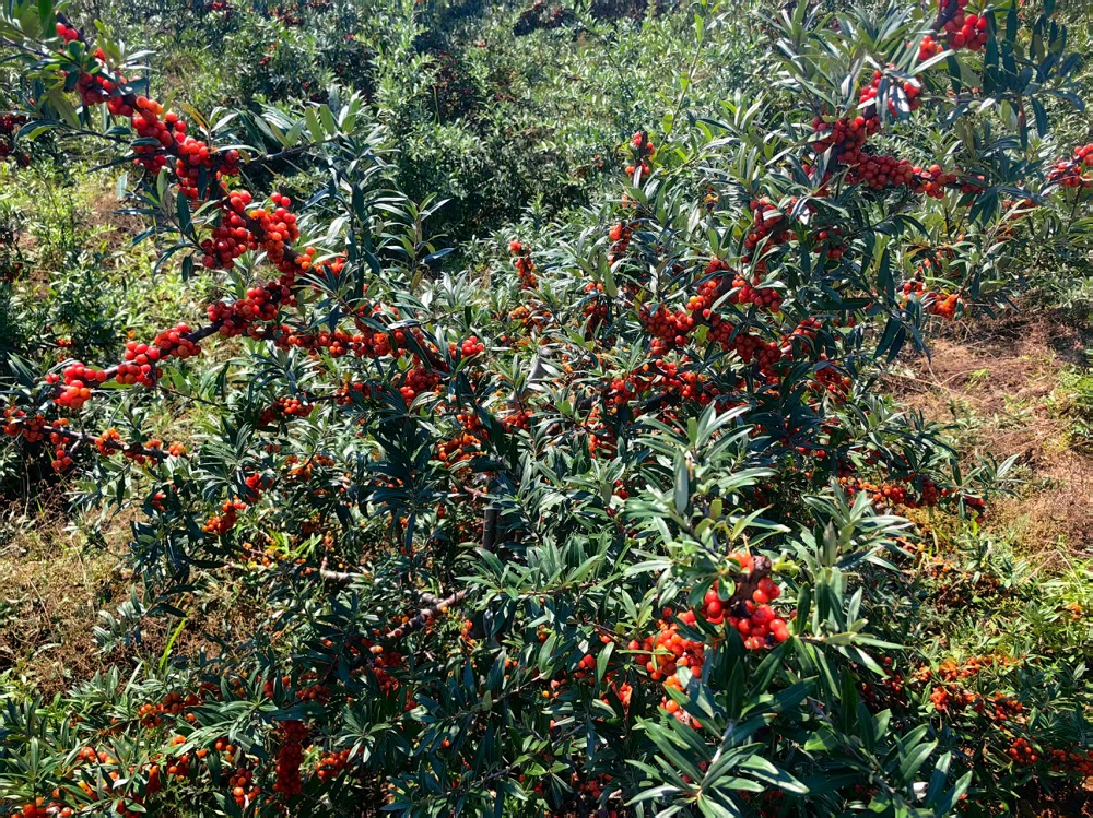 微信图片_20251201160931