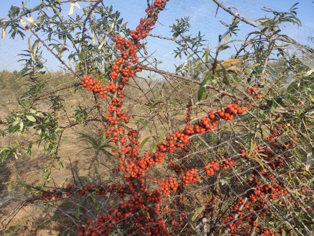 聚焦沙棘新育品种“红果一号”，共探产业发展新路径