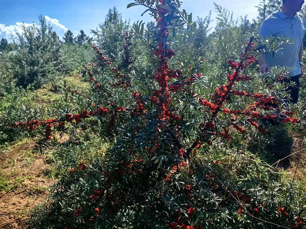 雁北红果焕新颜：大同野生沙棘的新生机与新征程